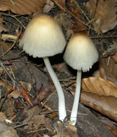 Coprinus micaceus, o mature mushrooms.